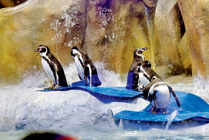 Mumbai: Rs 9 lakh monthly power bill for penguins in Byculla zoo