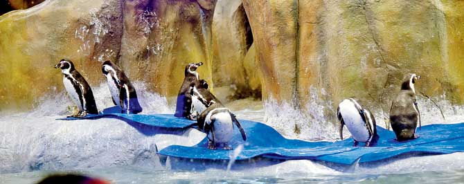 The penguin exhibit is the Byculla zoo’s money-spinner