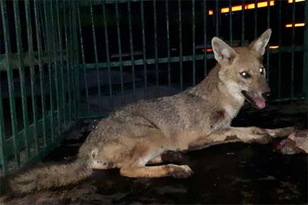 Mumbai: Injured jackal rescued in Vikhroli