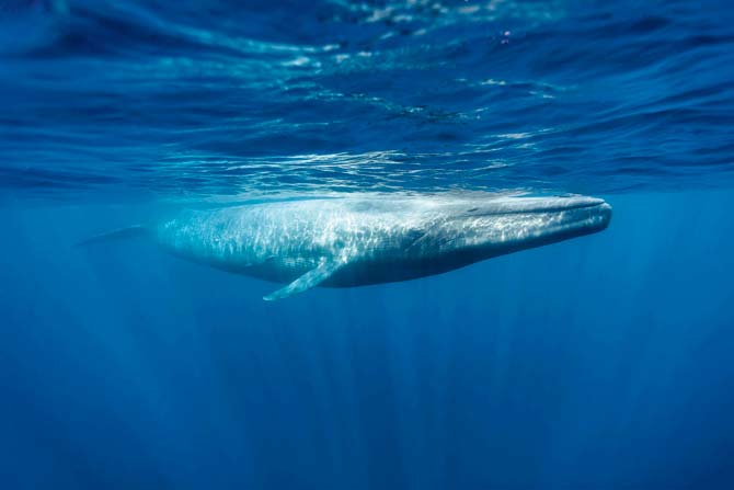 Blue whales can expand their throat pleats to accommodate a giant mouthful of krill and water.