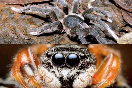 1 new spider discovered, 4 sighted after a century in Aarey Milk Colony