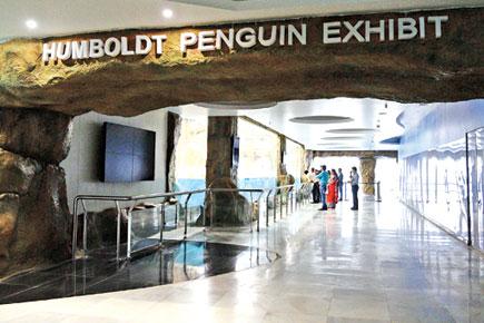 Stop the entry fee hike at Byculla Zoo, Humboldt penguins no excuse, demands citizens' group