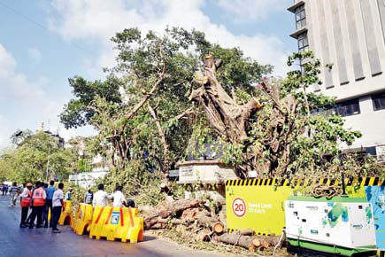 Now, Western Railway wants to put 168 trees on the chopping block