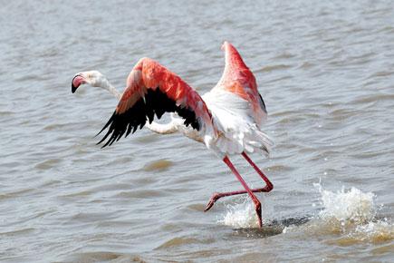 Spot flamingos at Sewri Mudflats this weekend 