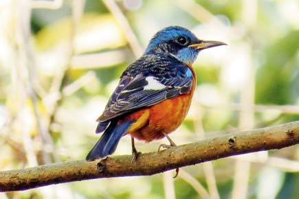 Mumbai: SGNP to start counting its birds