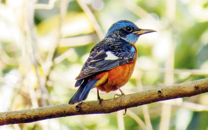 A male Blue-Capped Rock thrush