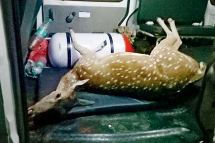 Tragic proof of wildlife at Aarey Colony: Spotted deer turns into roadkill