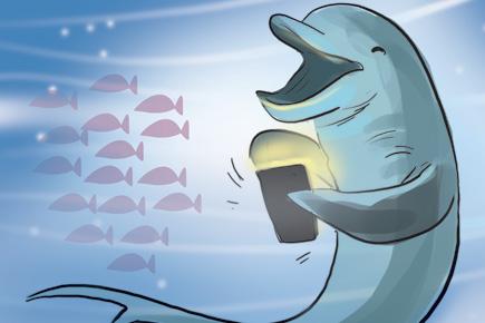 Now, there's a smartphone for dolphins to play games
