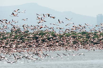 Mumbai's wait continues! Flamingo flight aborted for now at Thane Creek Sanctuary