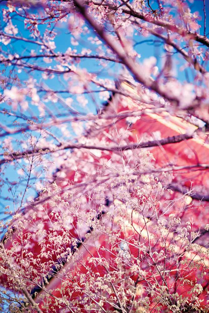 Cherry blossoms in Japan