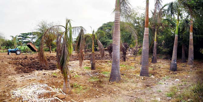 During a visit last month, mid-day had observed that trees at the plot were lying dead. File pic