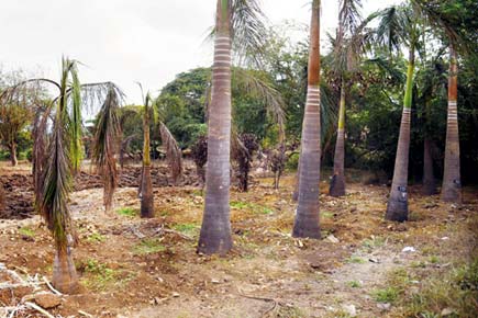 Mumbai: MMRDA installs water tank to resurrect lifeless trees in Aarey Milk Colony