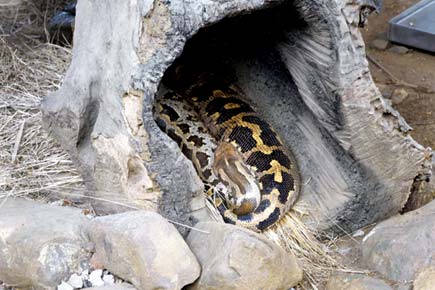 Visitors hurt, throw coins at Indian Rock Python to bring 'good luck'