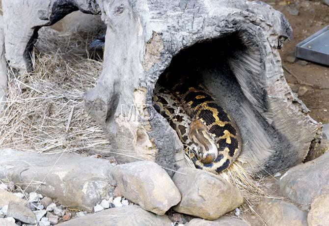 Coins can be spotted in the vicinity of the reptile; visitors outside the python enclosure at the Byculla Zoo. Pics/Pradeep Dhivar