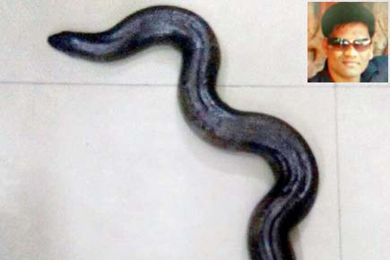 Mumbai: Man held for trying to sell red sand boa