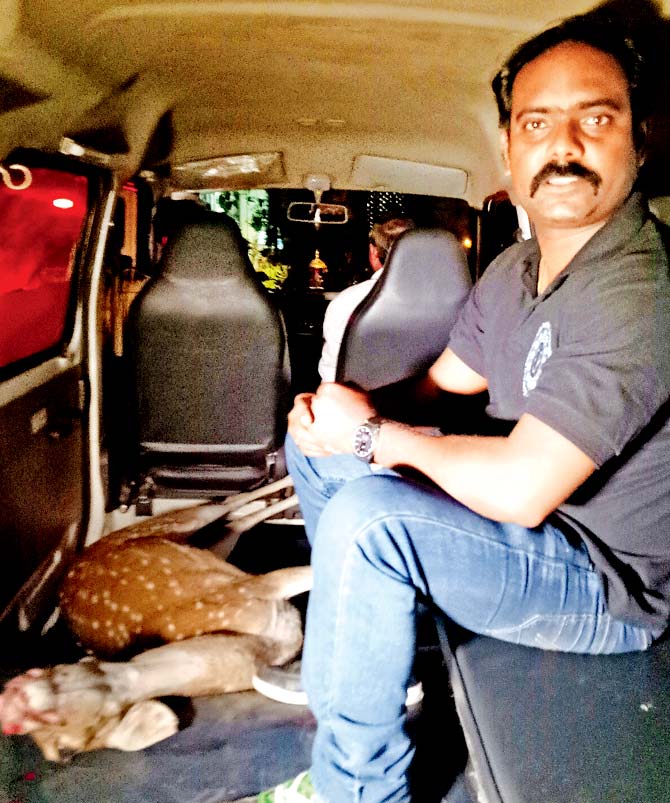 SARRP chief Santosh Shinde rides with the deer in the ambulance