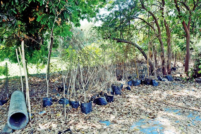 Half the saplings planted by citizens at the park had been left to wither and die. File pic