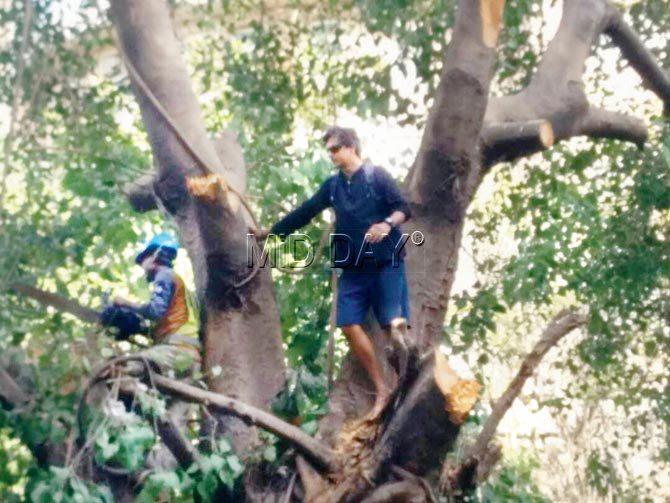 Abhay Bavishi climbed a tree in his bid to prevent its axing.  Pic/Suresh Karkera