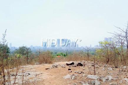 Man-eater behind man-animal conflicts at Aarey: Cop tells forest department