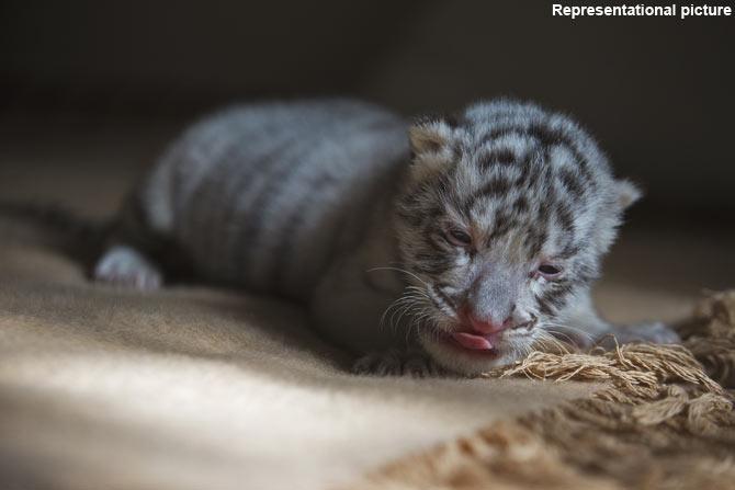 Tiger cub born in Odisha