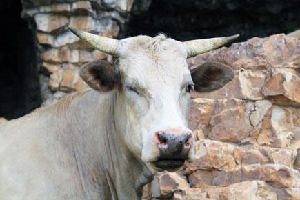 CPI(M) targets BJP after cow vigilantes attack Tamil Nadu officials in Rajasthan