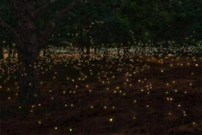  Travel: Trek to fireflies’ festival in Maharashtra