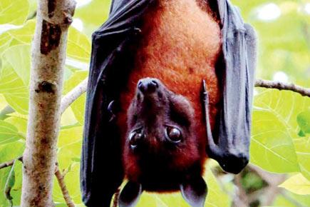 Travel: Witness the world's largest bat species during a nature trail in Rani Ba