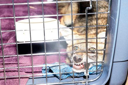 Mumbai jackal attacks: Ghatkopar's biting beast is outfoxed