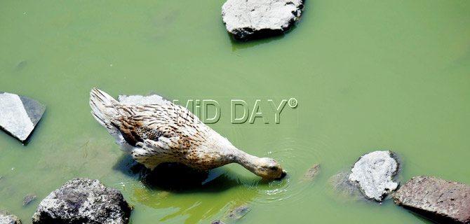 A duck drinks up at the artificial lake on the Kalina campus, for which water tankers have been coming in daily. Pics/Nimesh Dave