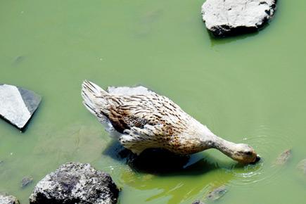 It's raining water for Mumbai University lake's animals