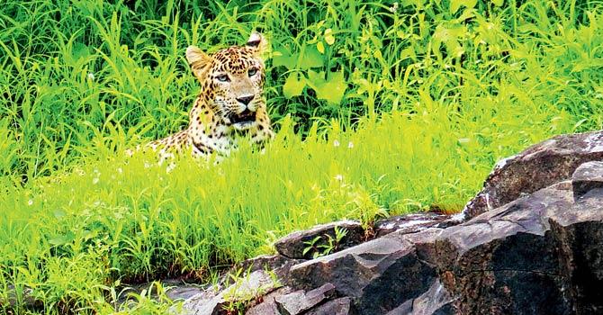 Locals say leopards lurk around the garbage bin in the area in order to prey on dogs there; mid-day