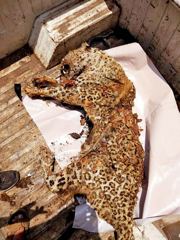 Except for a few nails and a part of the tail, all the other body parts of the leopard were found intact. Authorities suspect rats ate away at the nails and tail.