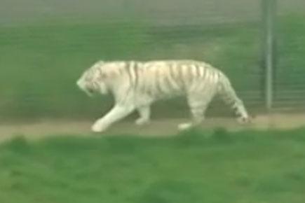 Tragic! Zookeeper killed by tiger at Hamerton Zoo Park