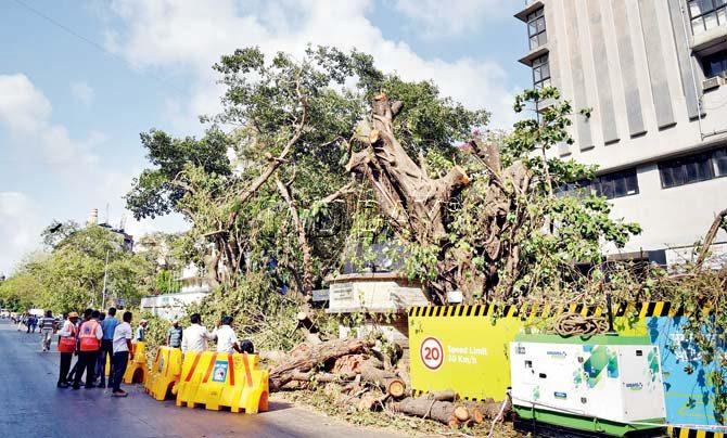 Tree cutting for the Metro 3 project has gathered momentum. Pics/SHADAB KHAN