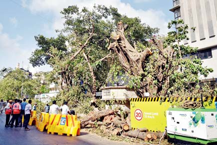 Citizens protest tree hacking for Mumbai Metro III as it would lead to homeless 