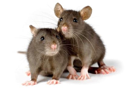Mumbai: MCGM has killed 81,500 rats so far this year