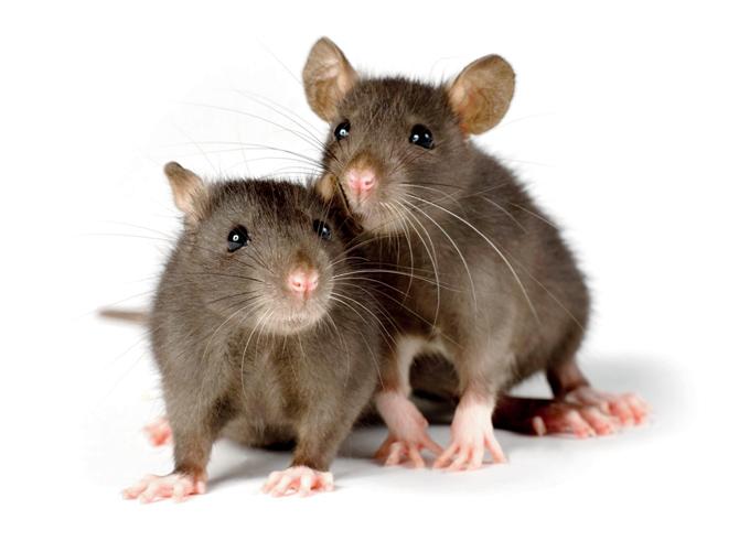 The drive to kill rats was part of a year-long effort to prevent outbreak of leptospirosis. Representational Image