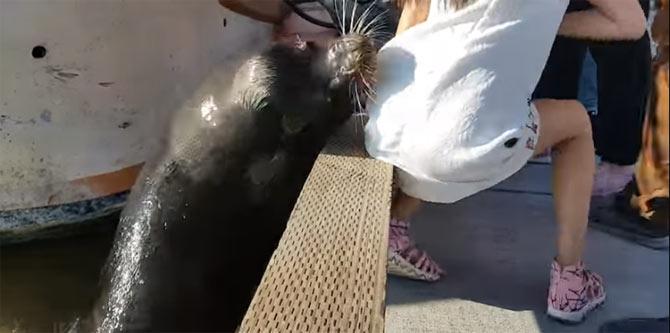 Watch video: Girl grabbed, dragged into water by sea lion