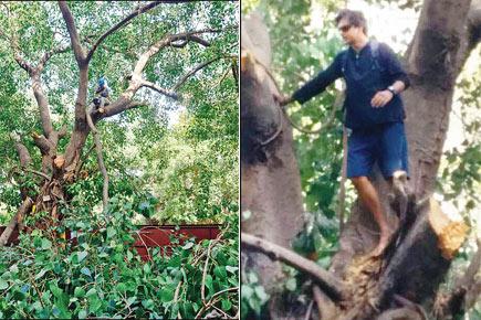 Mumbai: Activist climbs tree to prevent it from getting axed