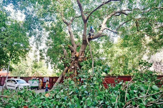 To make way for the upcoming Metro III, Churchgate lost more of its green cover, as trees were chopped near Samrat Hotel and Kasturi Building on Wednesday