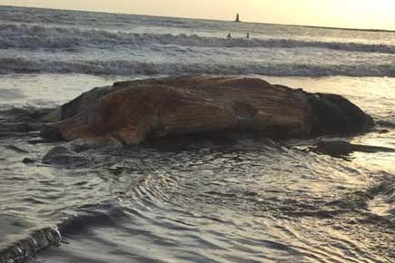 Photos: 2 halves of 42-ft whale wash ashore at Mumbai's beaches