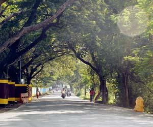 Mumbai: Metro Rail Corporation issues notice to fell 444 trees in Aarey colony