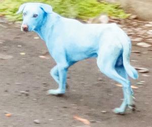 Taloja Manufacturers' Association says SPCA painted dog blue to malign them
