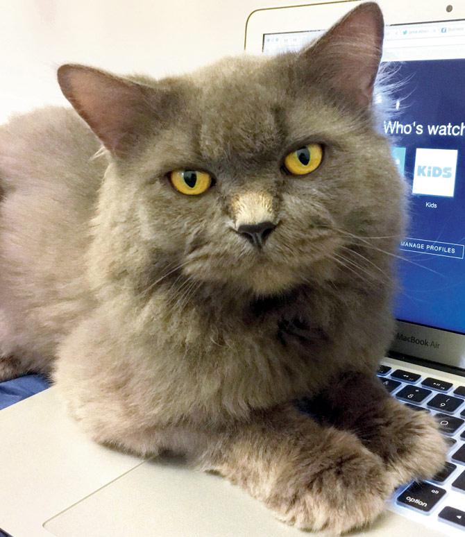 CAT