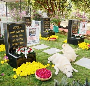 Mumbai: Virar residents come together to pay homage to 26/11's canine heroes