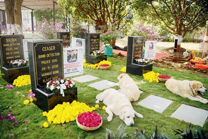 Retired police dogs lay on the graves of the four canine heroes of 26/11 at the Fizza farmhouse in Virar