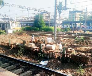 Mumbai: Central Railway cuts down fully-grown trees near Thane station