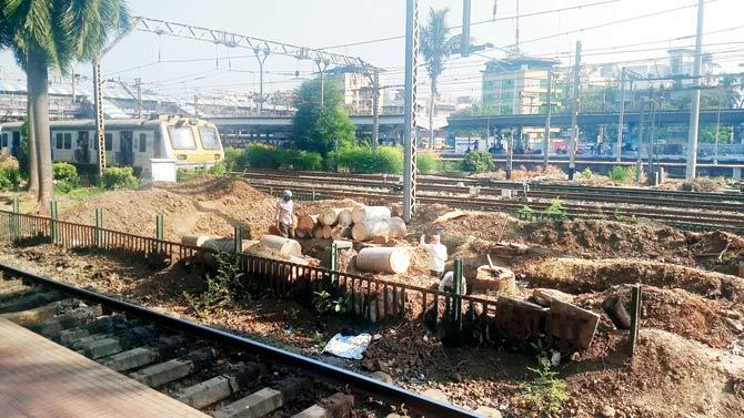 Three fully-grown bottle palm trees opposite platform 1 at Thane station were hacked down by Central Railway officials
