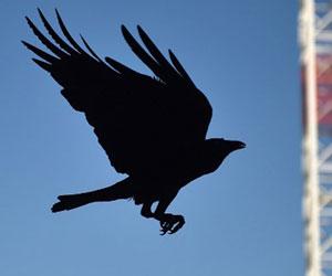 Mumbai: Crows with human ear and finger in their beaks shock locals
