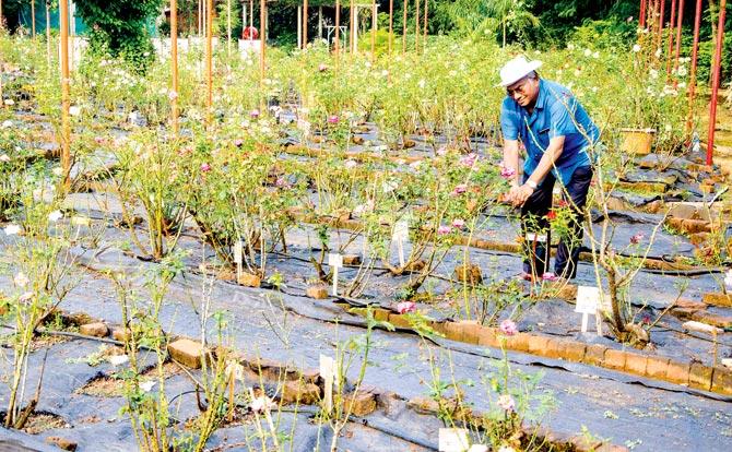 Dr Vikas Mhaskar has over 650 varieties of roses at his garden in Saralgaon, Kalyan